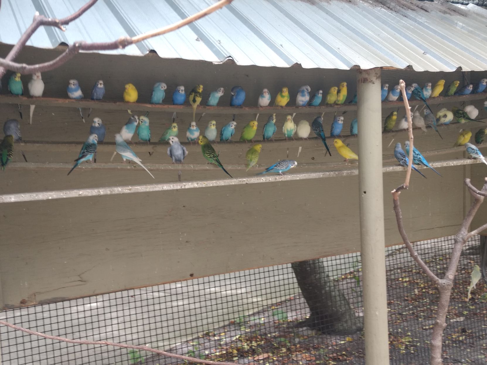 Kids vacation photos: The Budgies of Gulf Breeze Zoo